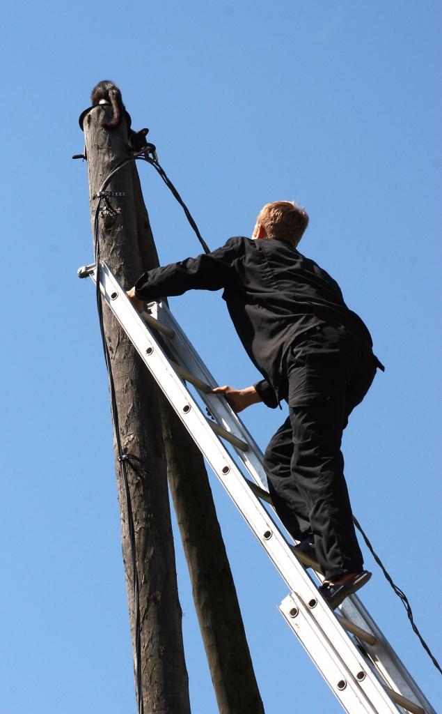 Minci, kas piecas stundas lielā karstumā tupējis staba galā uz metāla palikņa, no turienes nocēlis Arnis Pogulis. Tikmēr izbīdāmās kāpnes pieskatīja Laimonis Skopāns. Nerātno minci uzticīgi lejā gaidīja saimnieks Vadims. Foto: Gatis Bogdanovs