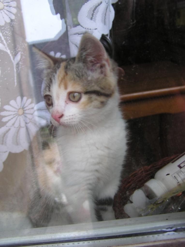 Autors: Tamāra Ulase