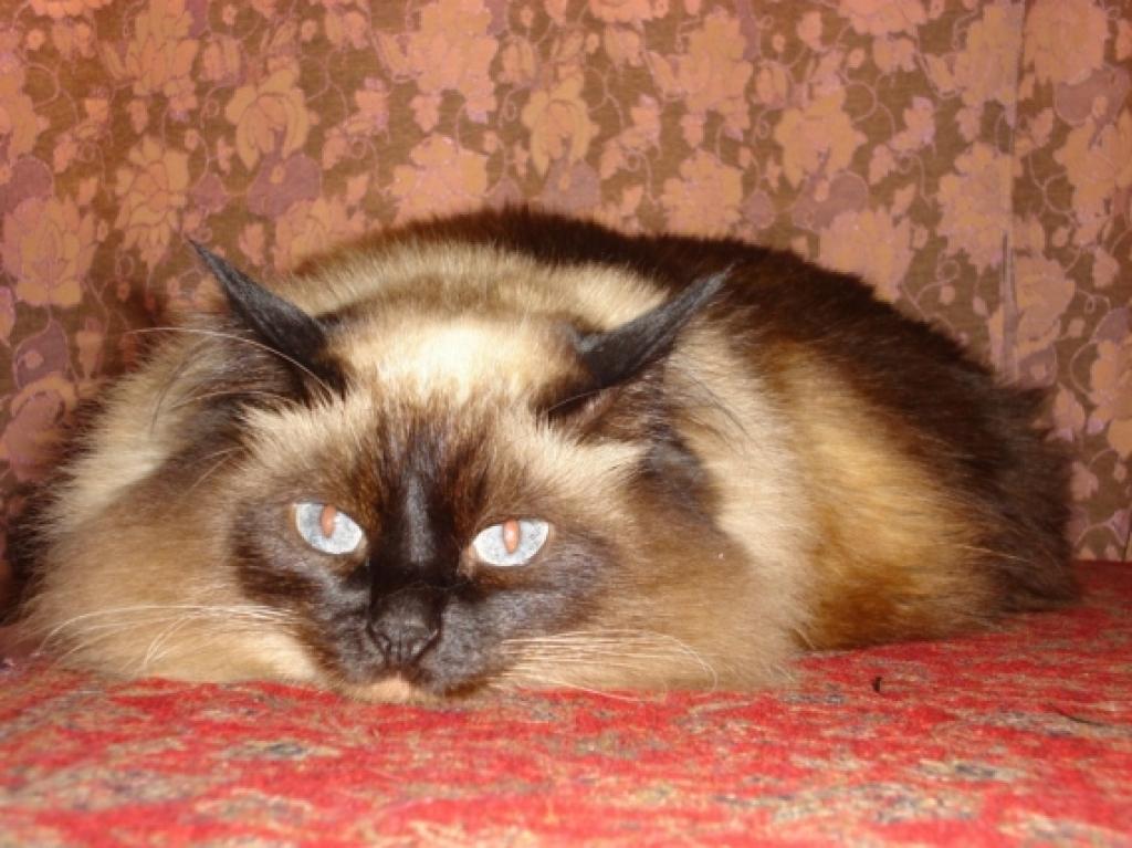 Autors: Inese Indzere