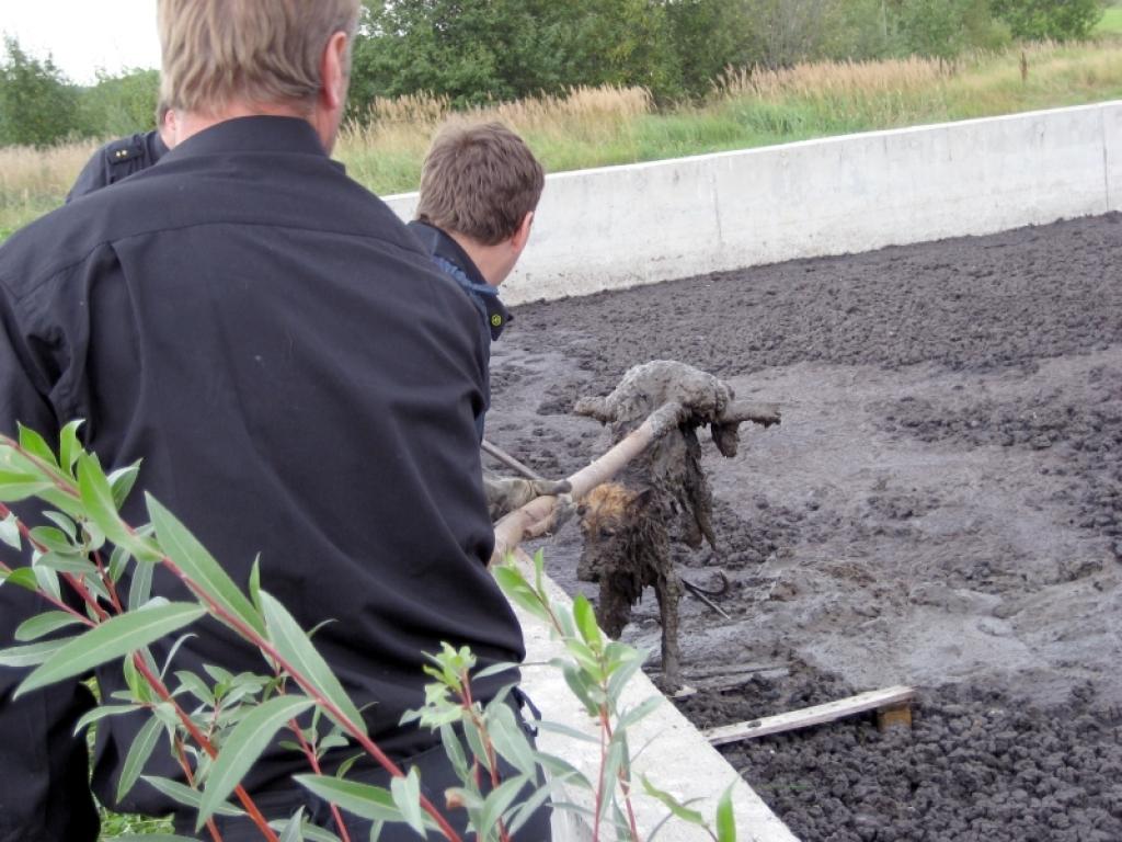 Glābēji izmantoja ķekšus un sakumā sunīti pievilka tuvāk dūņu tvertnes betonētajai malai, bet pēc tam pārcēla dzīvnieku tai pāri un nolika zālē.
Autors: Foto: Diāna Odumiņa