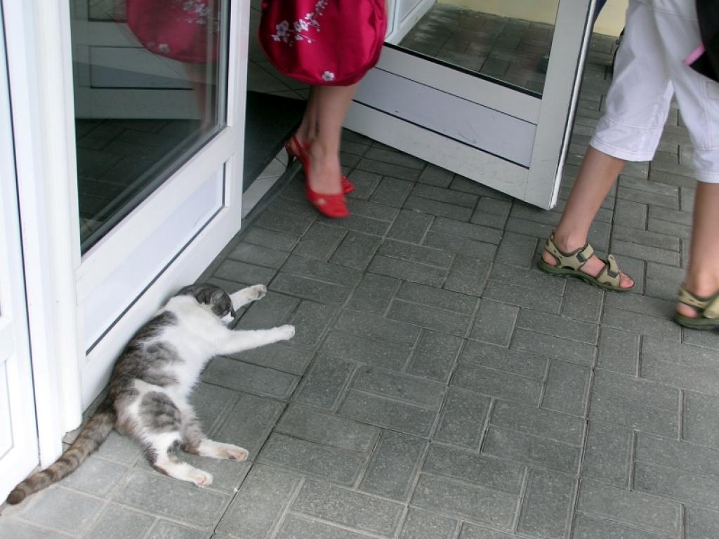 Bibliotēkā pastāstīja, ka runčukam ar baltraibo kažociņu bibliotēkas darbinieki devuši Misiņa vārdu par godu novadniekam, zinātniskās bibliogrāfijas pamatlicējam Latvijā Jānim Misiņam (1862-1945).
Autors: Foto: Diāna Odumiņa