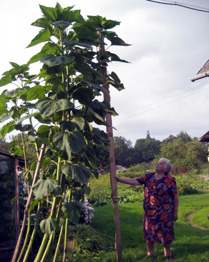 Gulbeneite Maiga Gailīte kopā ar mazdēlu Āri ir sarūpējusi pašgatavotu lineālu, lai varētu nomērīt, cik garas ir pagalmā augošās saulespuķes. Nu jau tās stiepjas teju četru metru augstumā. 
Autors: Foto: Laura Kļaviņa