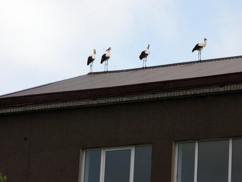 Jaunie stārķi lidotprasmi notiprina, par starta vietu izraugoties Gulbenes centra ēku jumtus.
Autors: Foto: Gatis Bogdanovs