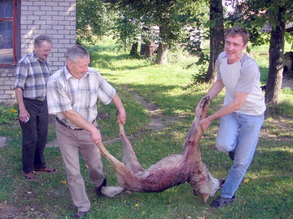 Lizumnietim Jānim Muceniekam (attēla centrā) ir paveicies. Pelēcis pagalam gan! Tad jau redzēs, vai ganāmpulkam būs miers.
Autors: Foto: no personiskā albuma