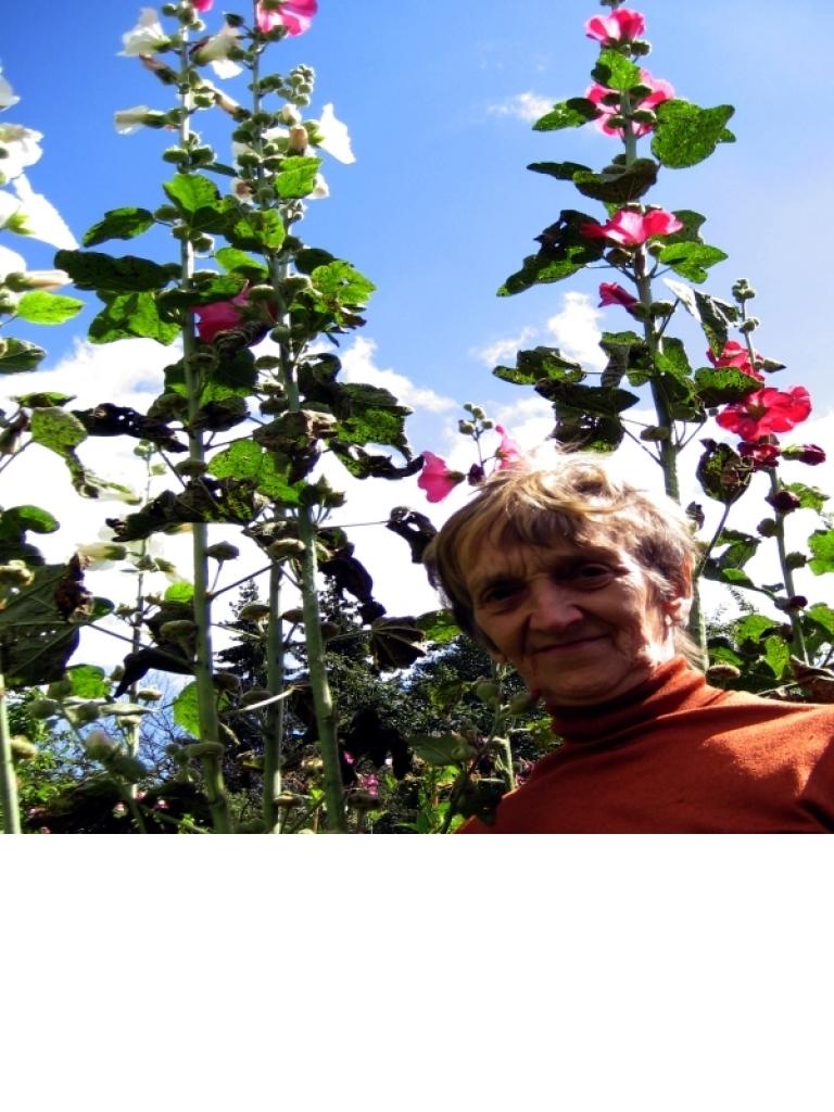 Gulbeniete Lucija Kokareviča šovasar lepojas ar savā dārzā izaugušajām gigantiski garajām kāršrozēm. Par tām prieks arī viņas kaimiņiem un draugiem. Foto: Diān Odumiņa