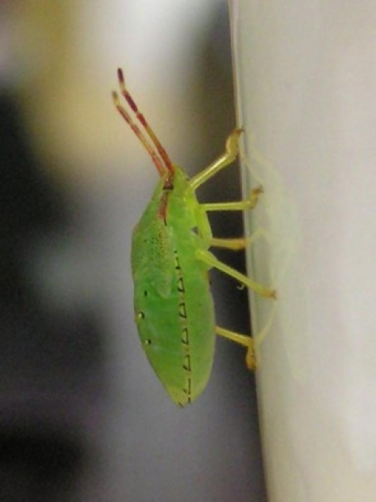 Autors: Inese Indzere