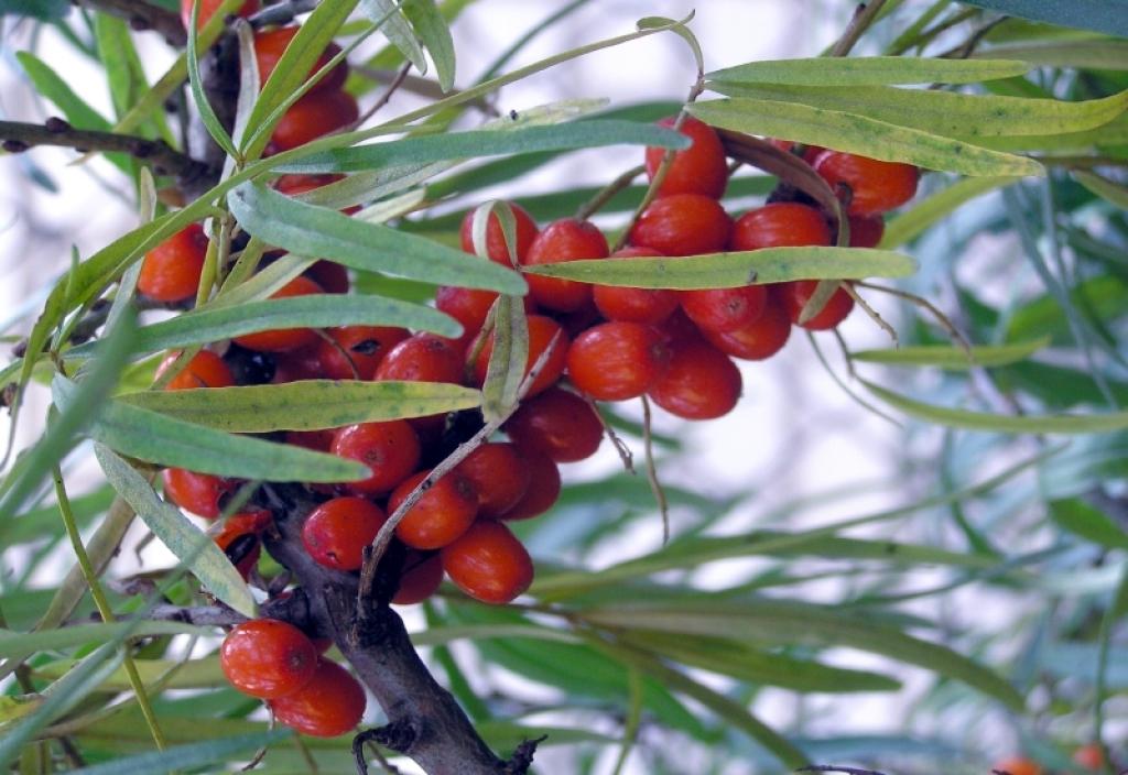 Autors: Foto: Tamāra Ulase