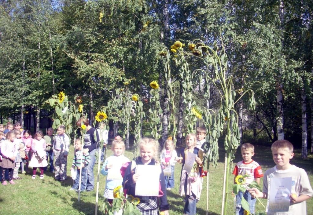Gulbenes 2.vidusskolas skolēni samērīja, kam izaugusi garākā saulespuķe, kam krāšņākā.
Autors: Foto: no personiskā albuma