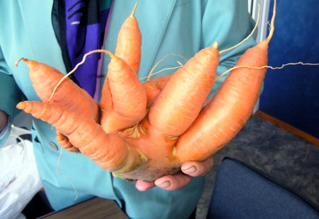 Gulbeniete Marija Romanova demonstrē savā mazdārziņā izaugušu pusotru kilogramu raženu burkānu puisi ar daudzām bikšu starām. 
Autors: Foto: Diāna Odumiņa