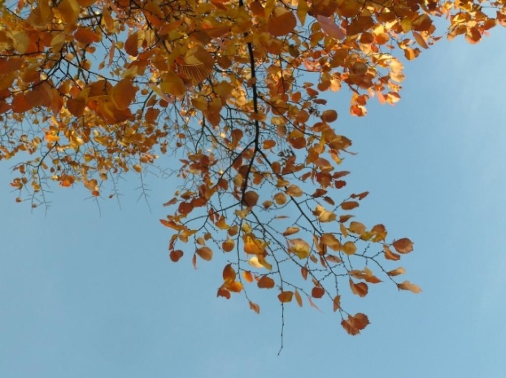 Autors: Inese Indzere