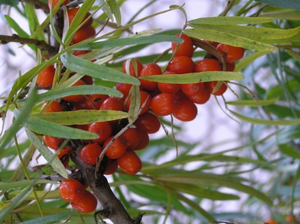 Autors: Tamāra Ulase