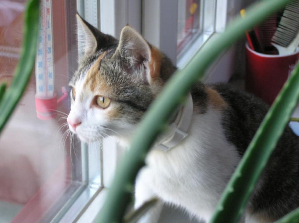 Čāpa - veros tālēs zilās. Neviens nelaiž ārā...
Autors: Tamāra Ulase