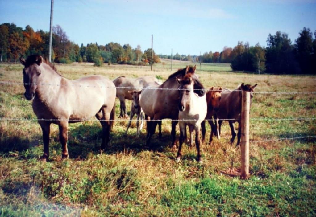 Galgauskas pagasta iedzīvotājas Valdas Vītolas saimniecības 