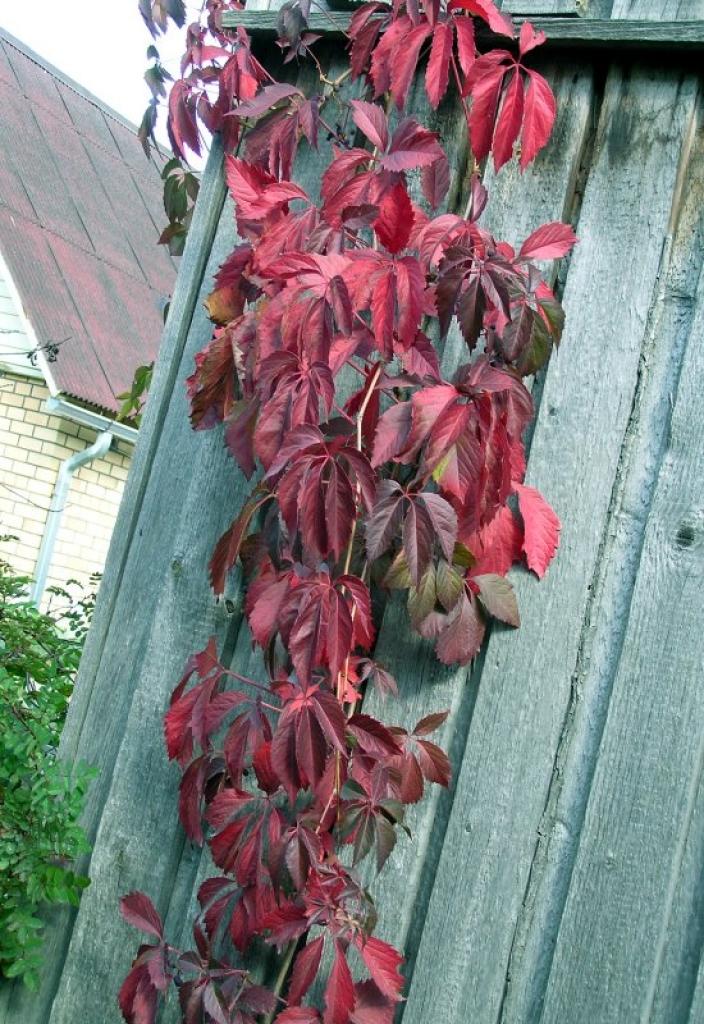 Autors: Foto: Tamāra Ulase