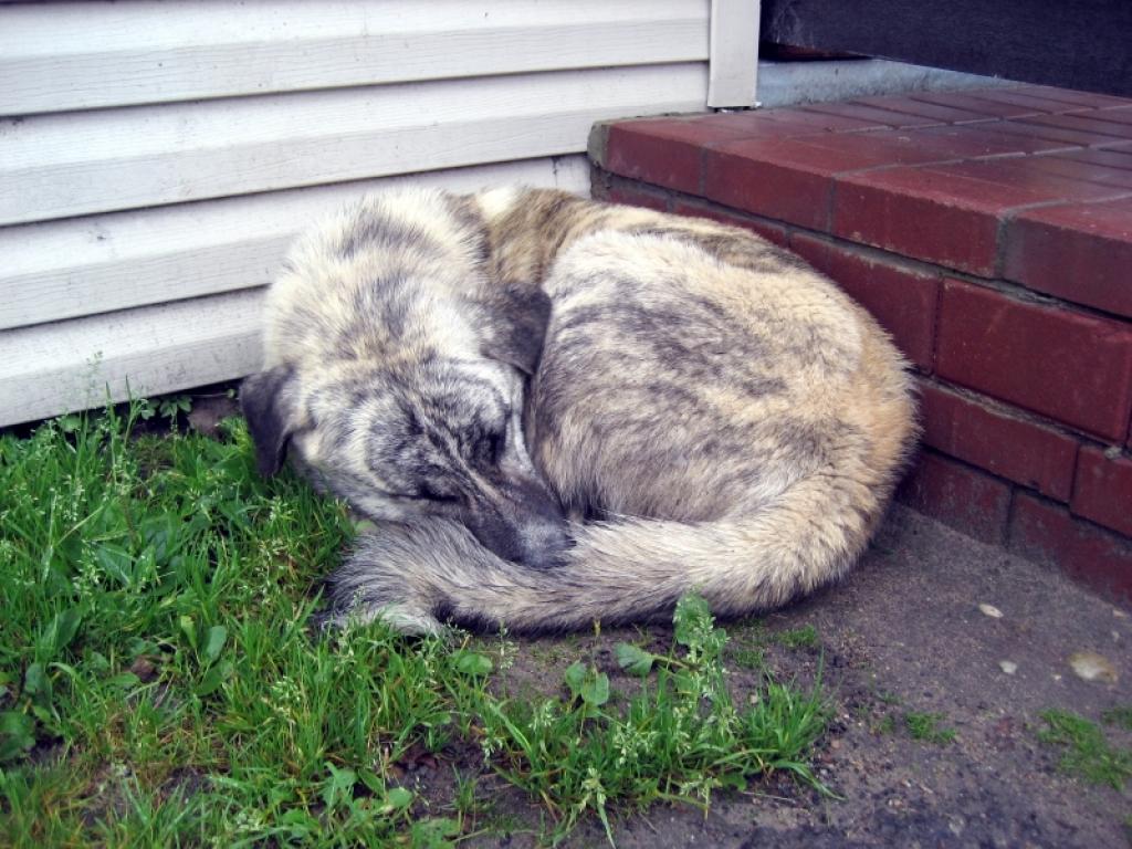 Bomzis, vārdā Lācis, ir ieguvis pagaidu mājvietu. Labi cilvēki gādā par to, lai atrastu suņukam labu saimnieku.
Autors: Foto: Diāna Odumiņa