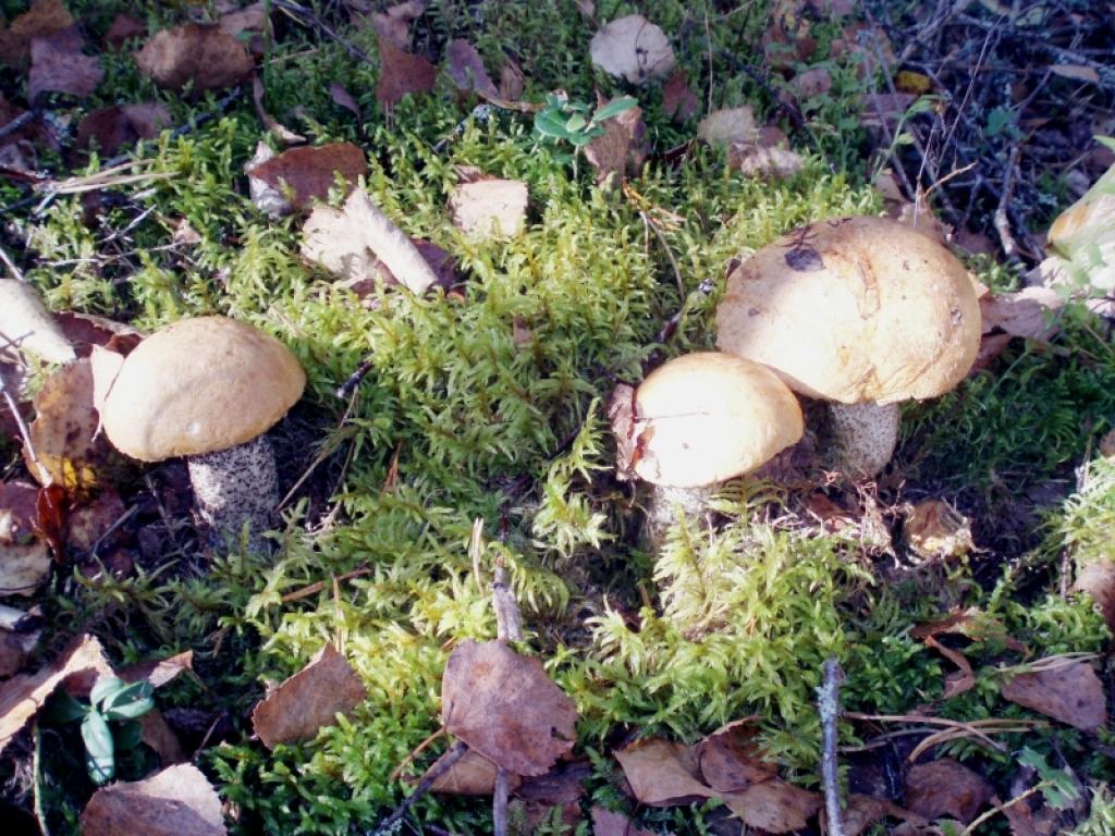 Autors: Foto: Pārsla Konrāde