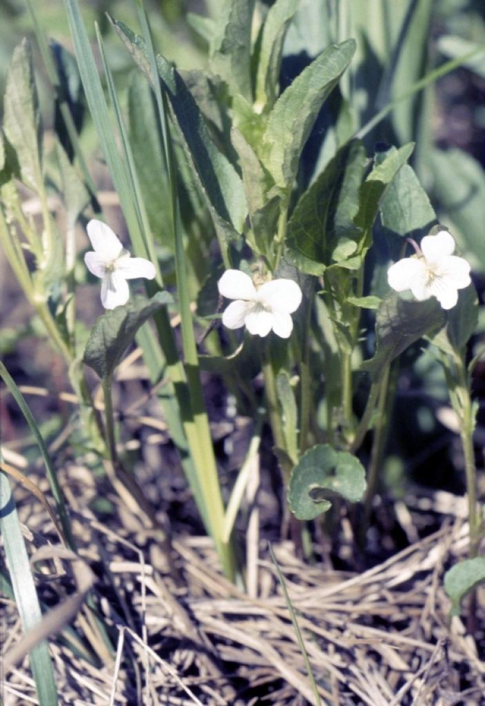 Pirmajās Latvijas Augu vēstniecības vēlēšanās, kas notika no 1.augusta līdz 14.septembrim, Gulbenes rajonā par uzvarētāju kļuvusi dumbrāja vijolīte.
Autors: Foto: Valda Baroniņa