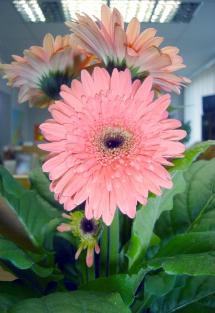 Autors: Foto: Inese Indzere