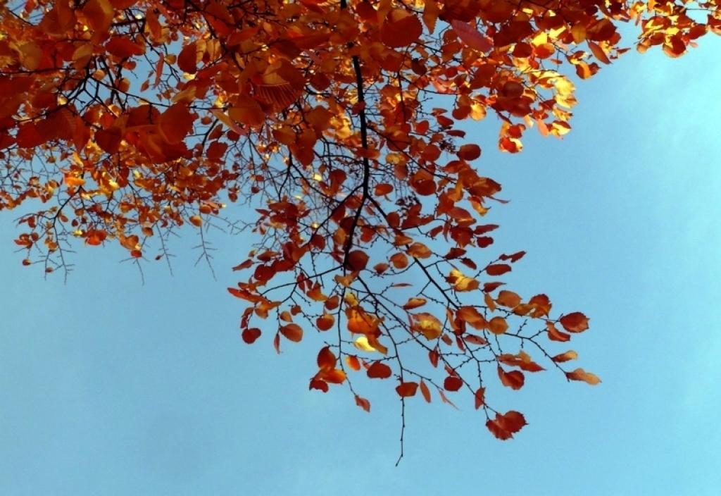 Autors: Foto: Inese Indzere