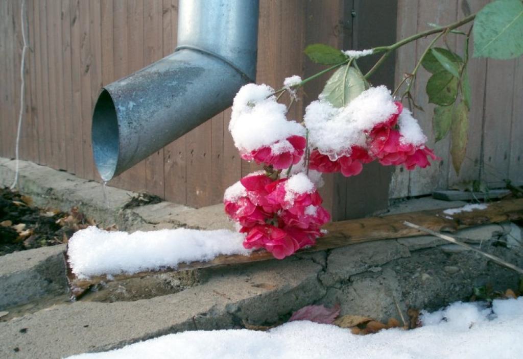 Autors: Foto: Pārsla Konrāde