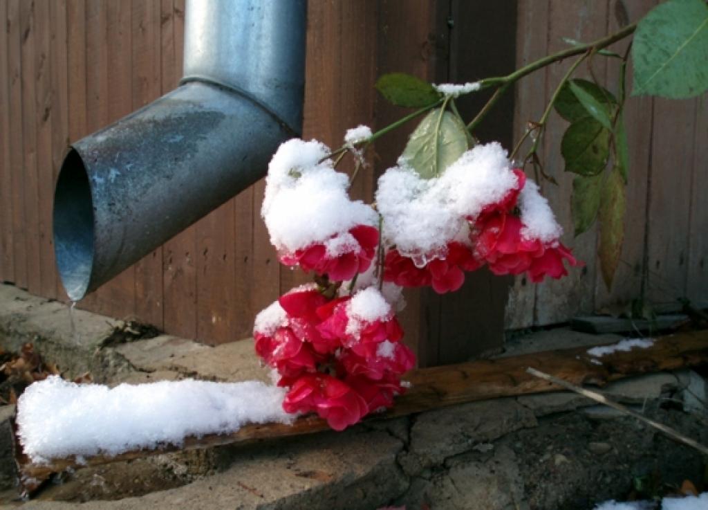 Autors: Pārsla Konrāde