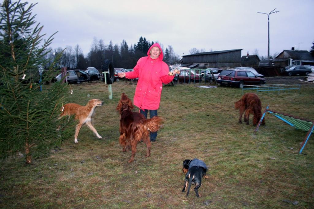 Gan Agra Riekstiņa, gan arī suņu saimnieki saviem mīluļiem bija sarūpējuši Ziemassvētku dāvaniņas – dažādus kārumus, ko pasākuma galvenie viesi labprāt lika uz kāra zoba.
Autors: Foto: Evita Brokāne