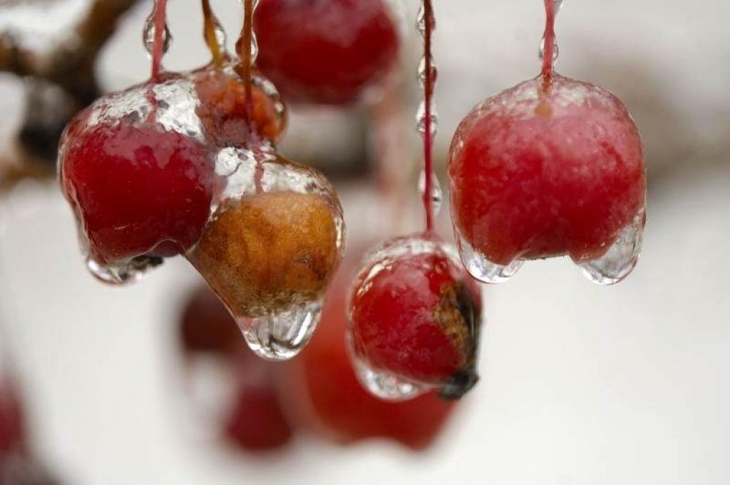 Autors: Foto: Pārsla Konrāde