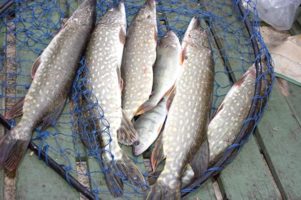 Autors: Foto: Gatis Bogdanovs (no arhīva)