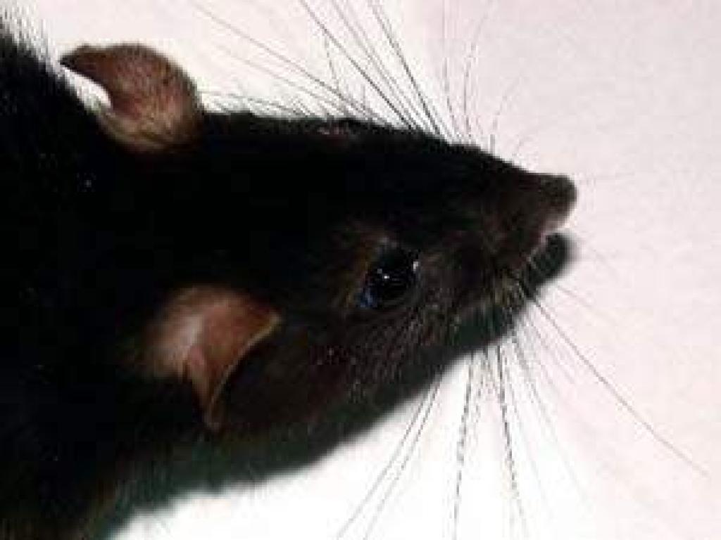 Autors: Foto: no interneta