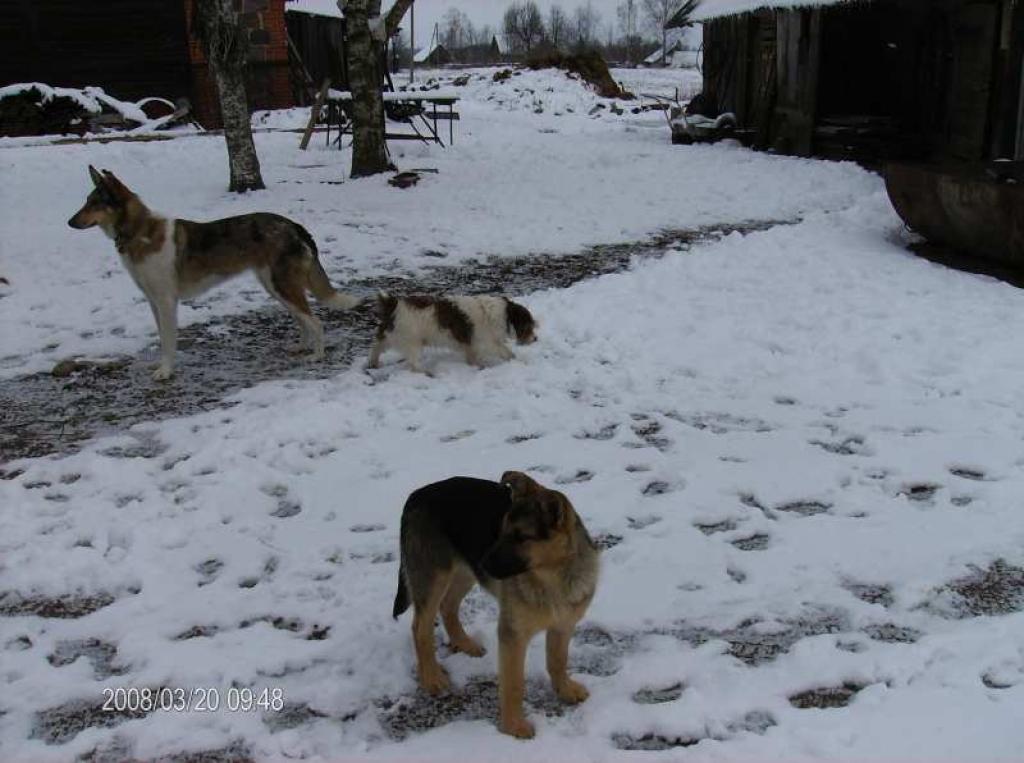 Džīna (priekšplānā) ieguvusi vārdu, jaunas mājas un labus saimniekus.
Autors: no personiskā albuma