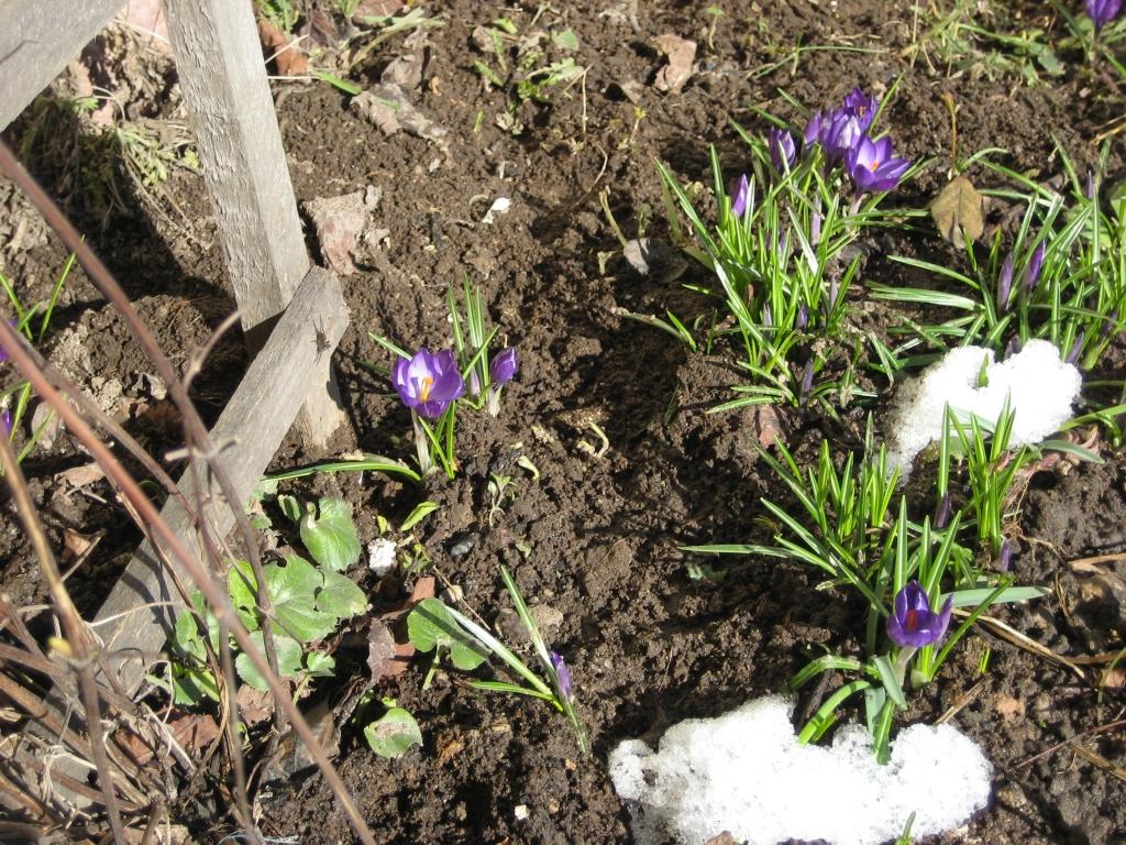 Pie kādu māju logiem jau saulītē sildās krokusi. Pavasaris ir klāt!
Autors: Foto: Diāna Odumiņa 