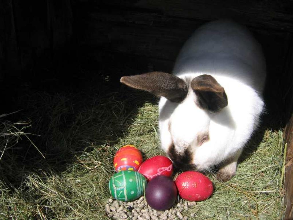 Dažā lauku sētā zaķi jau priekšlaikus sarūpējuši raibas Lieldienu oliņas.
Autors: no personiskā albuma