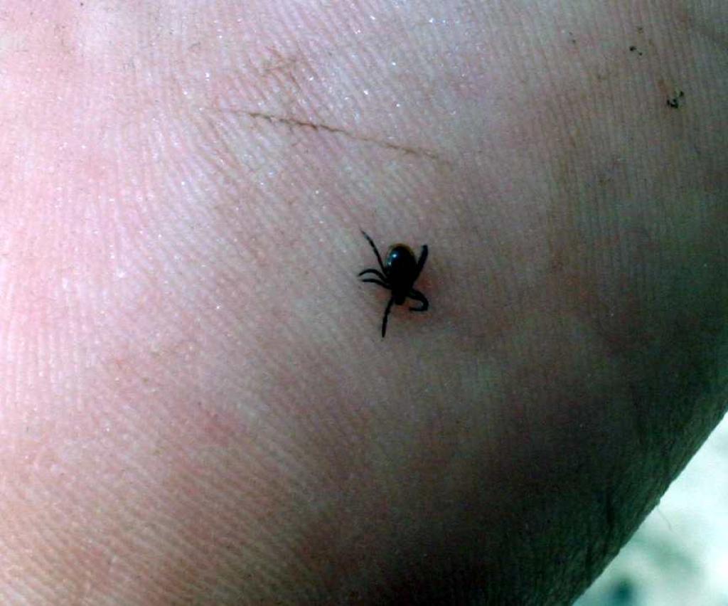 Autors: Foto: Gatis Bogdanovs