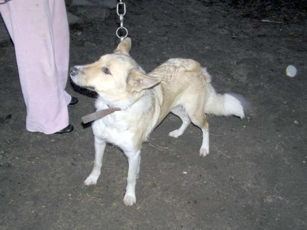 Ja līdz otrdienai īstie saimnieki neatradīsies, kucīte tiks nodota jauniem saimniekiem. 
Autors: Foto: Evita Brokāne