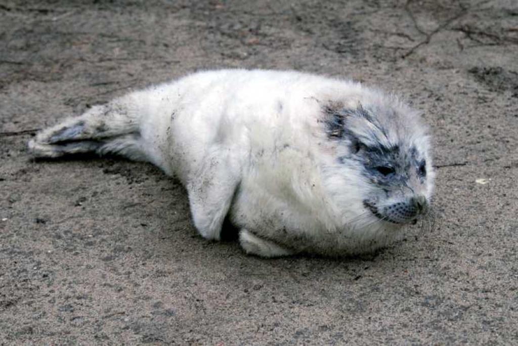 Zoodārzā pirms trim nedēļām dzimušais pelēkais ronis jūtas ļoti labi un uzskatāmi demonstrē, kādam, cik lielam un apaļam īstenībā ir jābūt viņa vecuma mazulim...
Autors: Foto: no Rīgas Zooloģiskā dārza