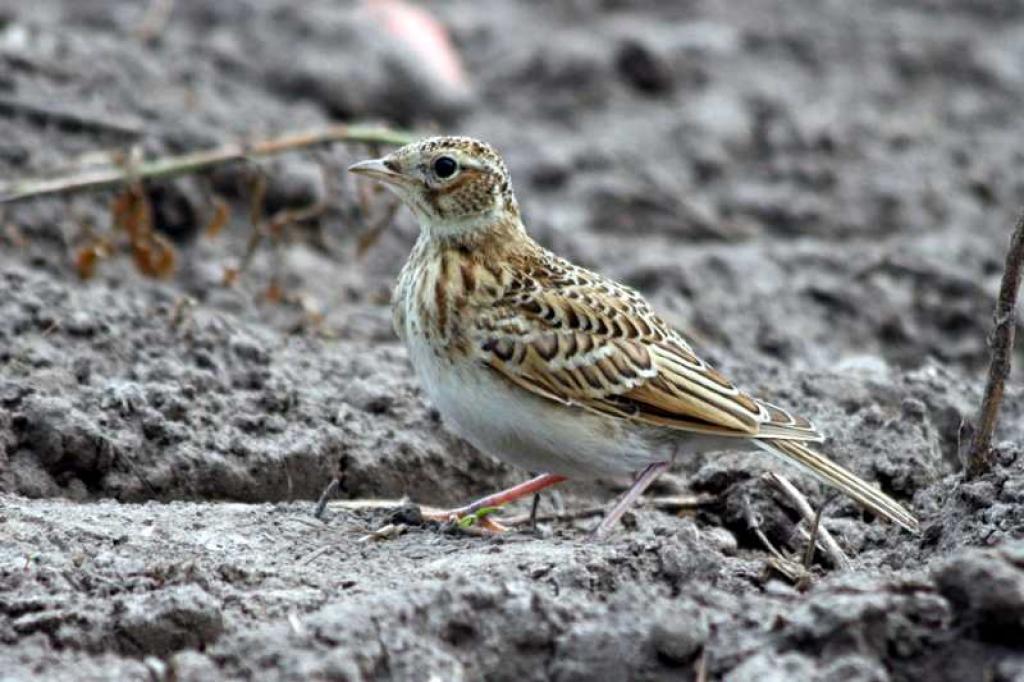 Lauku cīrulis.
Autors: Foto: www.putni.lv