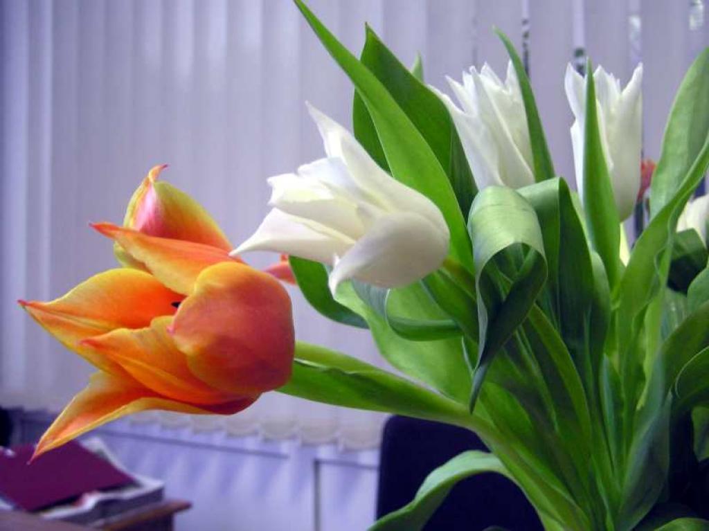 Autors: Foto: Inese Indzere