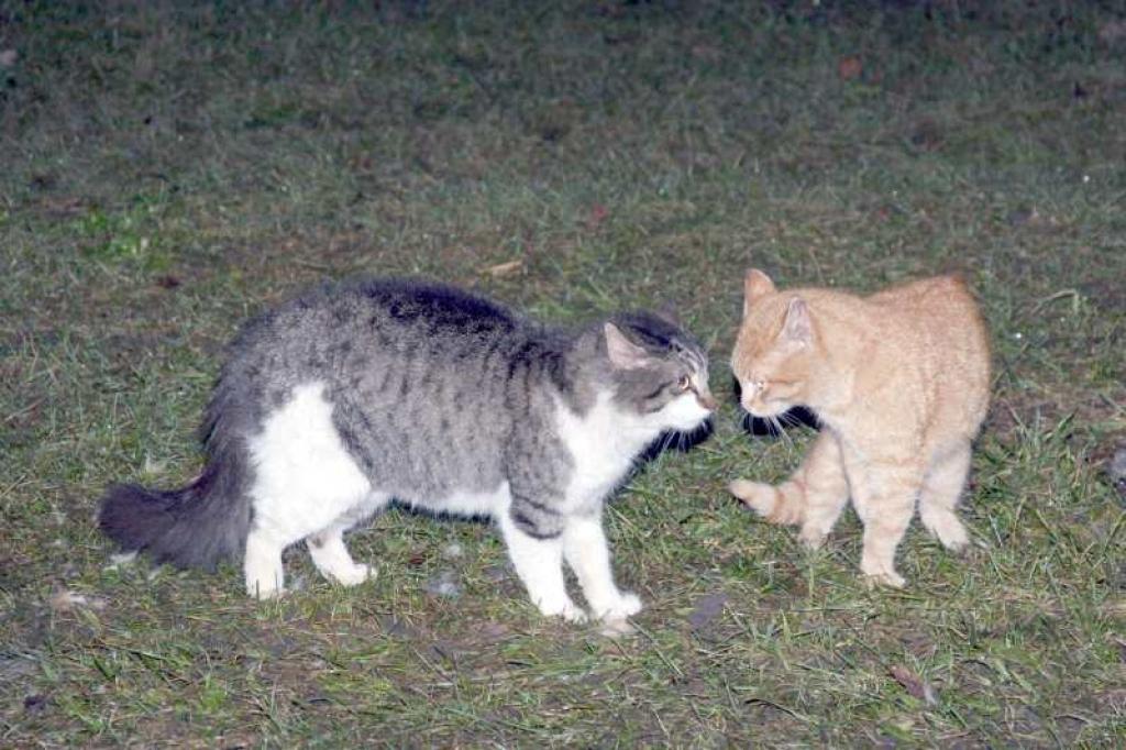 Diezin par ko šie abi sarunājas? Vai par to, kāds kuram ķēriens trāpījies, vai arī, uz kuru bodi doties medībās...
Autors: Foto: Gatis Bogdanovs