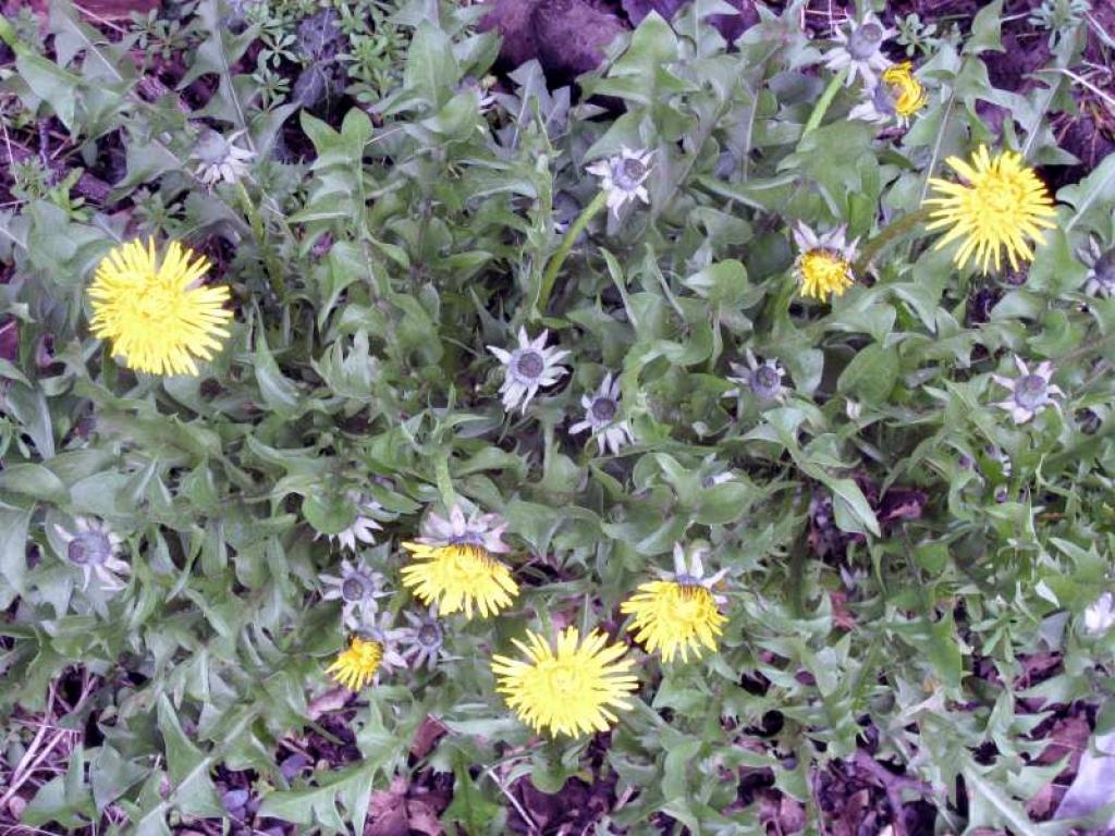 Autors: Tamāra Ulase