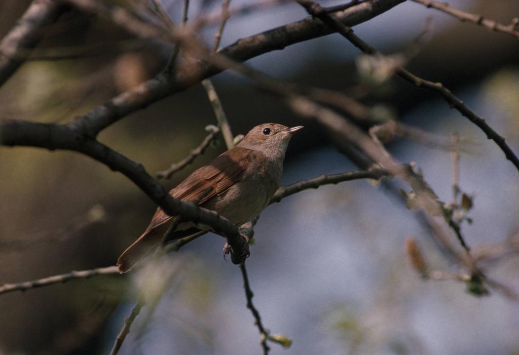 Vakar, 28. aprīlī, Latgales pusē dzirdētas pirmās lakstīgalas.
Autors: No Latvijas Ornitoloģijas biedrības