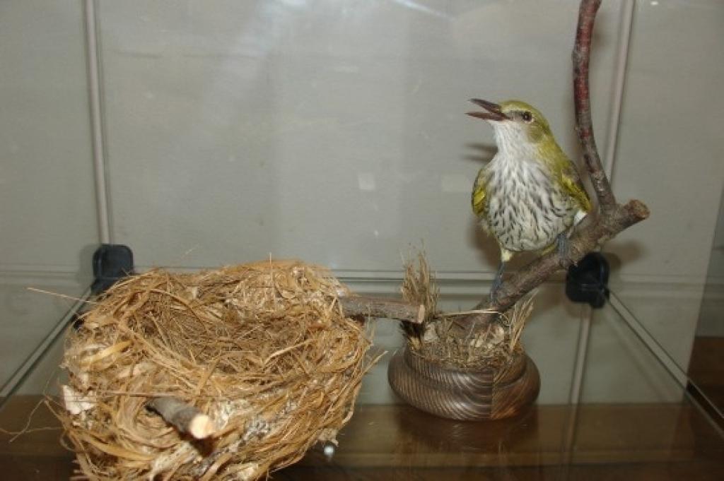 Autors: No Latvijas Dabas muzeja fondiem.