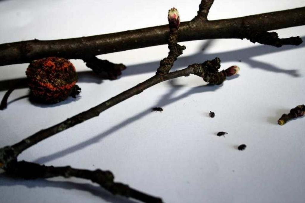 Ābeļu ziedu smecernieka vaboles vietām bojājušas jau 10 līdz 25 procentus plaukstošo ziedpumpuru. Novēroti arī pirmie iegrauzušies pumpuru tinēju kāpuri. 
Autors: No augu aizsardzības dienesta