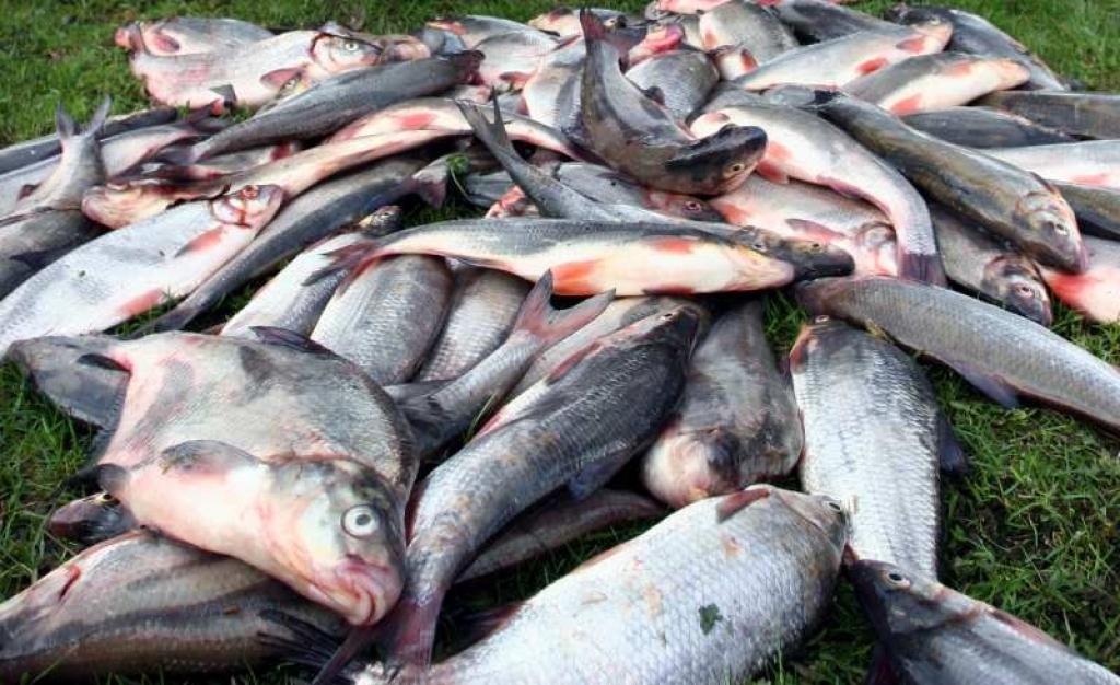 Novērots, ka vienā un tajā pašā vietā vimbu cope var būt un var nebūt, bet atliek paiet pāris metru uz augšu vai leju, un viss notiek.
Autors: Gatis Bogdanovs