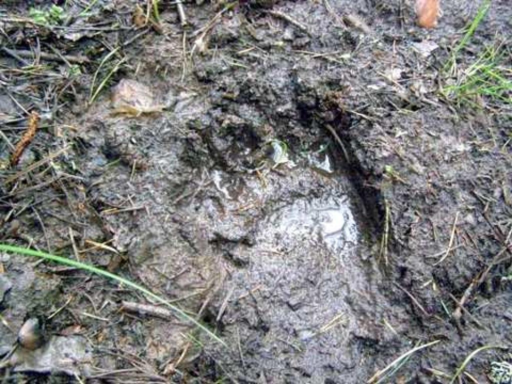 Šādu lāča pēdu nospiedumu izdevās nofotografēt Lizuma mežniecības darbiniekiem.
Autors: www.ziemelaustrumuvm.lv