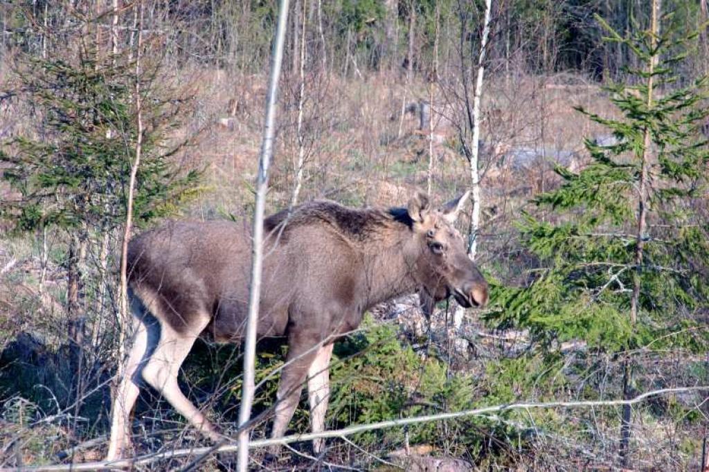 Autobraucējiemn ir jābūt uzmanīgiem, jo aļņi šobrīd ir bieži manāmi klaiņojam gar ceļa malām, tie var ieklīst arī pilsētā.
Autors: Gatis Bogdanovs
