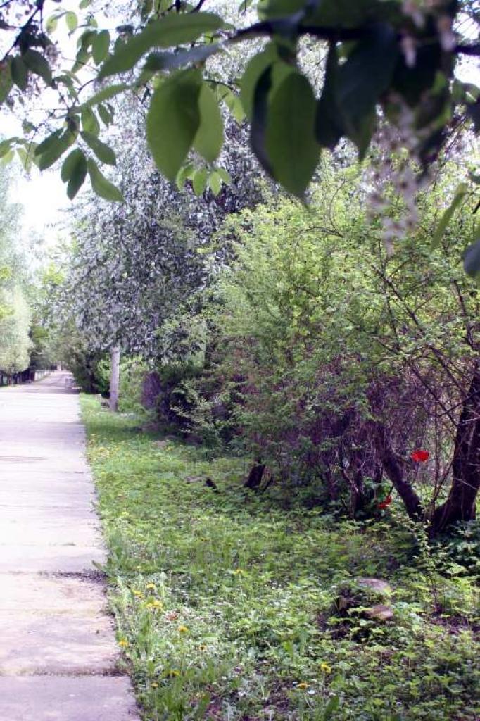 Alējā uz Gulbenes Brāļu kapiem vietām ir nokaltušas liepas.
Autors: Gatis Bogdanovs