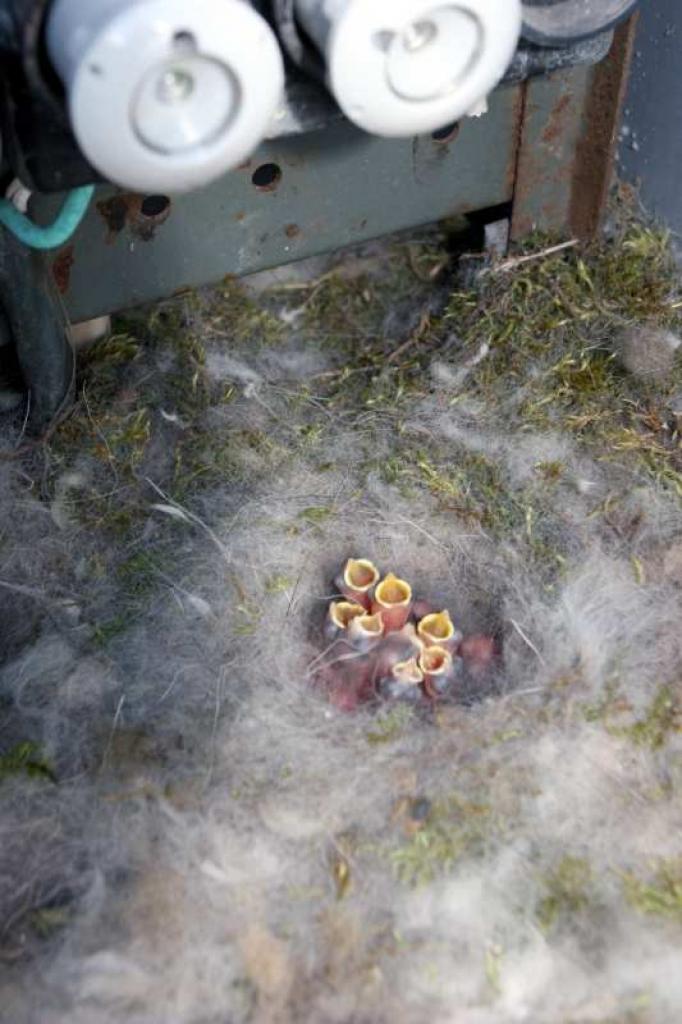 Pelēkā zīlīte elektrības sadales skapī bija ierīkojusi perēkli, sadējusi olas un jau izperējusi septiņus putnēnus.
Autors: Gatis Bogdanovs