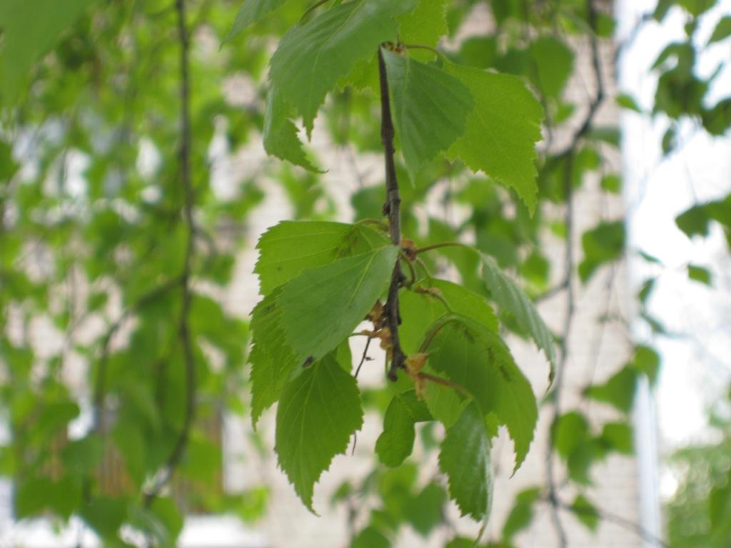 Autors: Tamāra Ulase