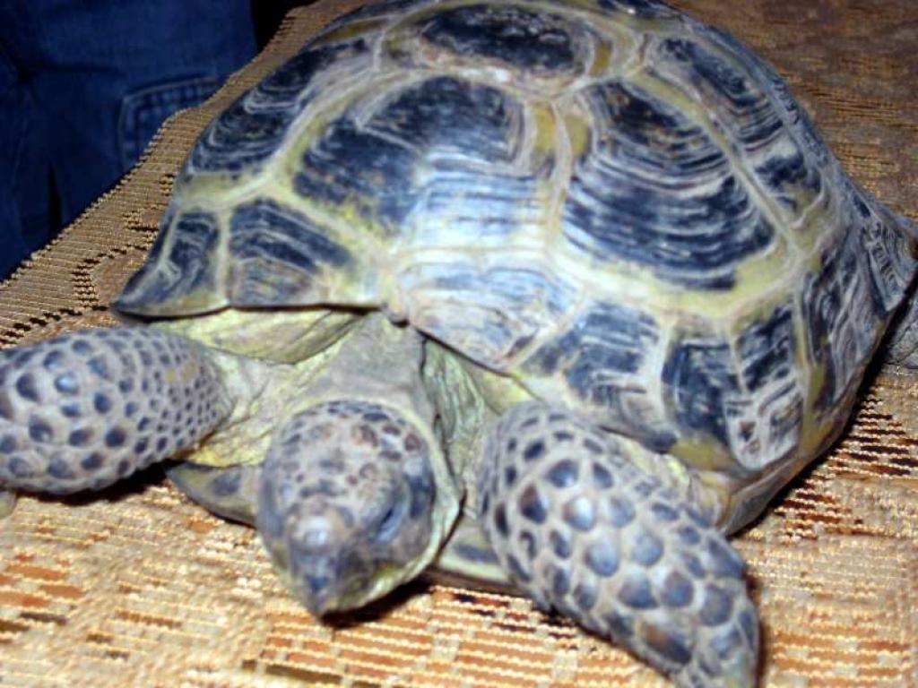 Matisonu ģimenes mīlulis bruņurupucis vārdā Bruno bija pazudis kopš pagājušā gada augusta, kad, brīdi nepieskatīts dārzā, bija aizčāpojis nezināmā virzienā.
Autors: Tamāra Ulase