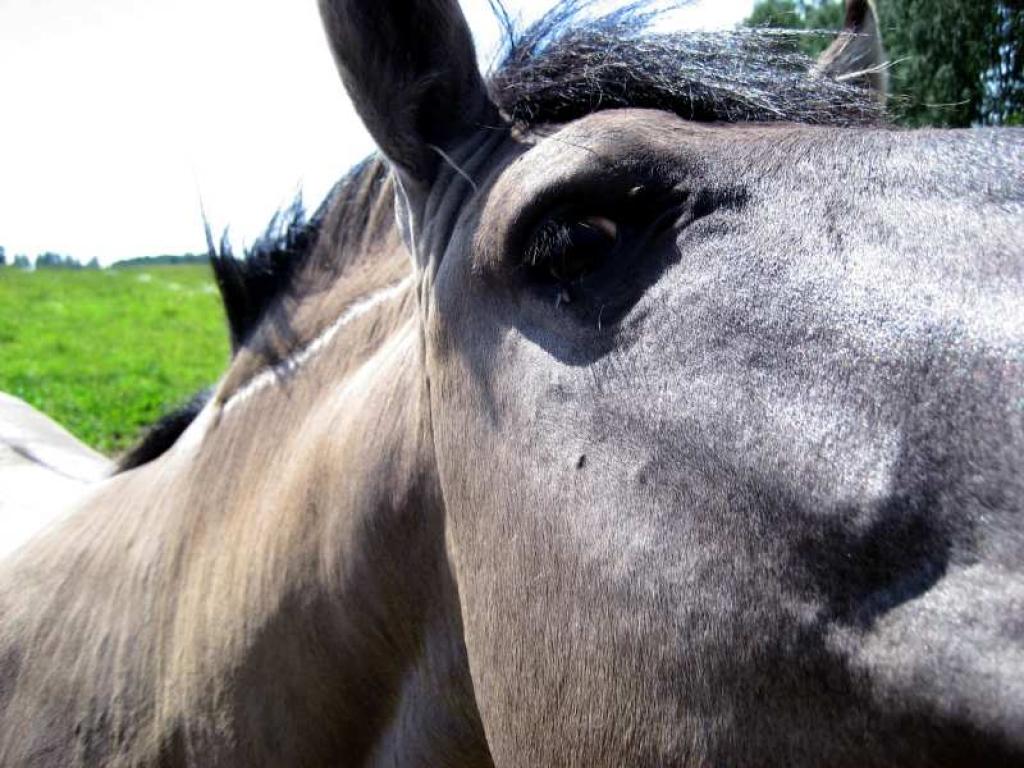 Autors: Diāna Odumiņa